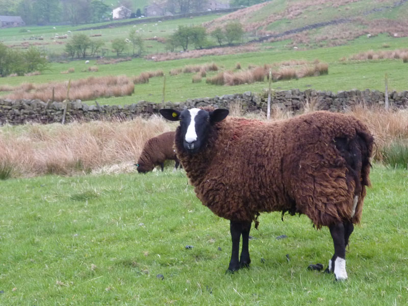 Brown Sheep